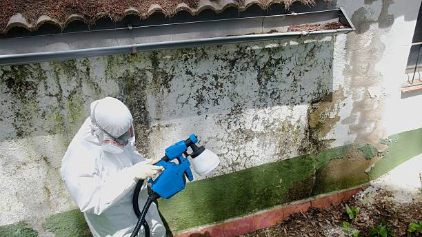 Top rated local Mold Remediation specialists in Fort Washington, MD